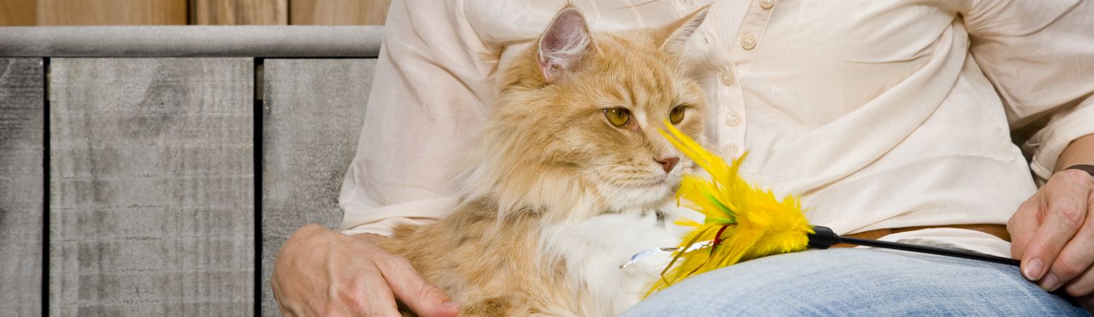 猫 - MSD Animal Health 日本